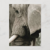 Elephant Briefkaart (Voorkant)