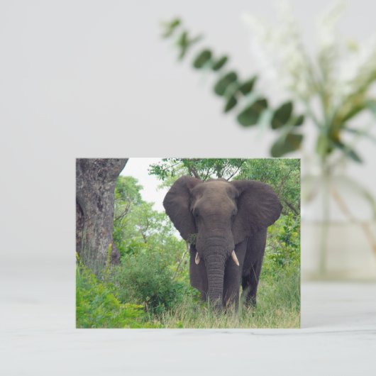 Elephant briefkaart (Staand voorkant)