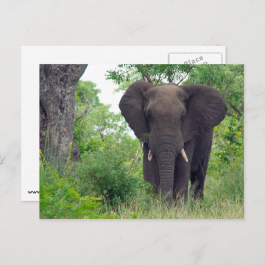 Elephant briefkaart (Voorkant / Achterkant)