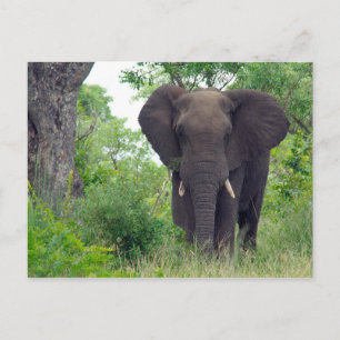 Elephant briefkaart