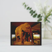 Elephant Briefkaart (Staand voorkant)