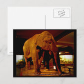 Elephant Briefkaart (Voorkant / Achterkant)