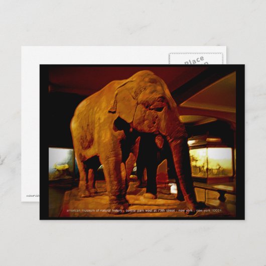 Elephant Briefkaart (Voorkant / Achterkant)