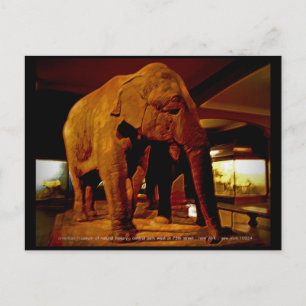 Elephant Briefkaart