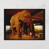 Elephant Briefkaart (Voorkant)