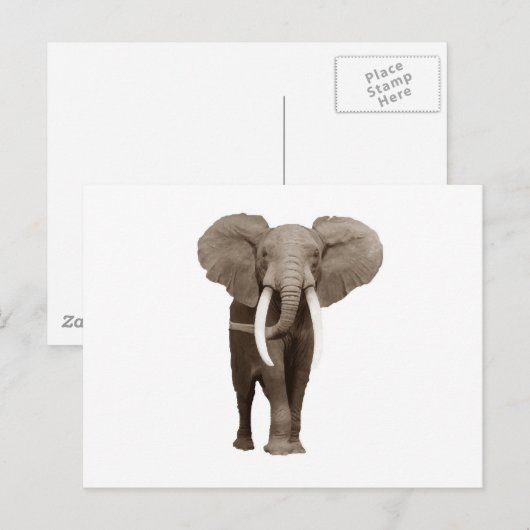 Elephant Briefkaart (Voorkant / Achterkant)