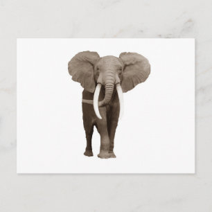 Elephant Briefkaart