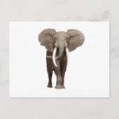 Elephant Briefkaart (Voorkant)