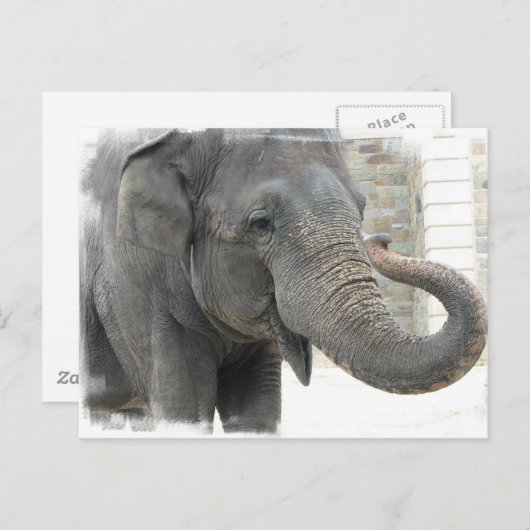 Elephant Briefkaart (Voorkant / Achterkant)