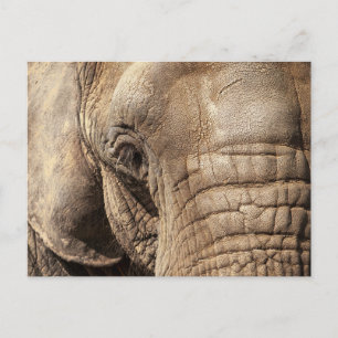 Elephant Briefkaart