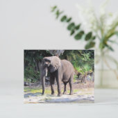 Elephant Briefkaart (Staand voorkant)