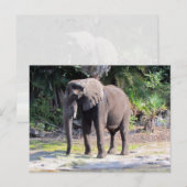 Elephant Briefkaart (Voorkant / Achterkant)