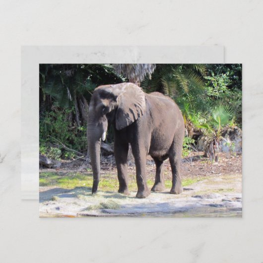 Elephant Briefkaart (Voorkant / Achterkant)