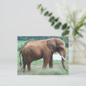Elephant Briefkaart (Staand voorkant)