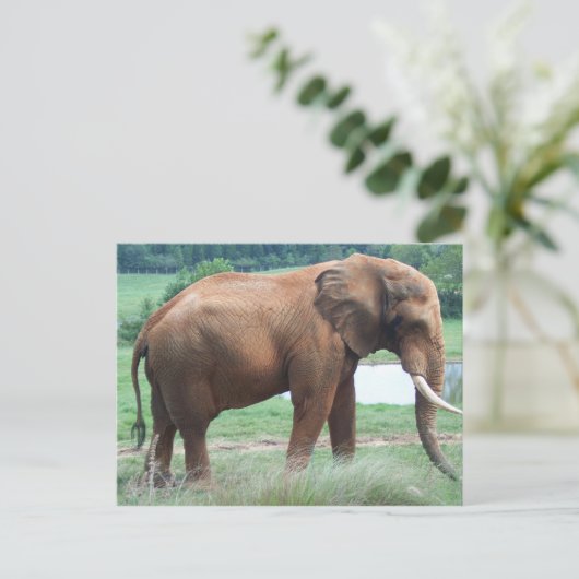 Elephant Briefkaart (Staand voorkant)