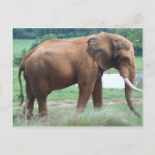 Elephant Briefkaart (Voorkant)