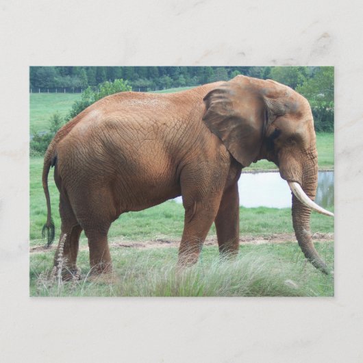 Elephant Briefkaart (Voorkant)