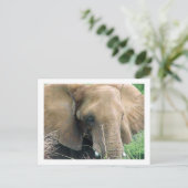 Elephant Briefkaart (Staand voorkant)