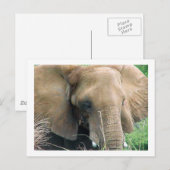 Elephant Briefkaart (Voorkant / Achterkant)