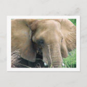 Elephant Briefkaart (Voorkant)