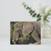 Elephant Briefkaart (Staand voorkant)