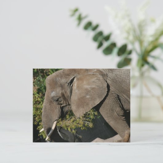 Elephant Briefkaart (Staand voorkant)