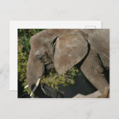 Elephant Briefkaart (Voorkant / Achterkant)