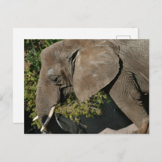 Elephant Briefkaart (Voorkant / Achterkant)