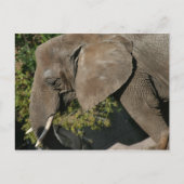 Elephant Briefkaart (Voorkant)