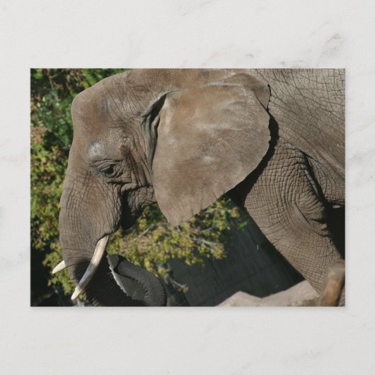 Elephant Briefkaart (Voorkant)