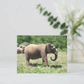 Elephant Briefkaart (Staand voorkant)