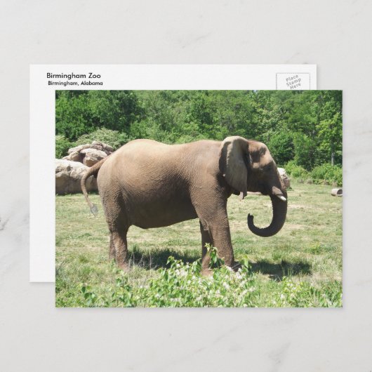 Elephant Briefkaart (Voorkant / Achterkant)
