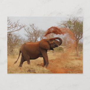 Elephant Briefkaart