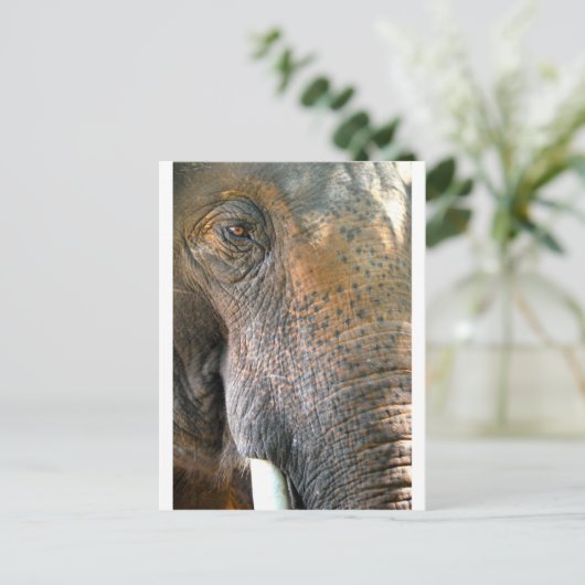 Elephant Briefkaart (Staand voorkant)