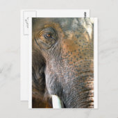 Elephant Briefkaart (Voorkant / Achterkant)