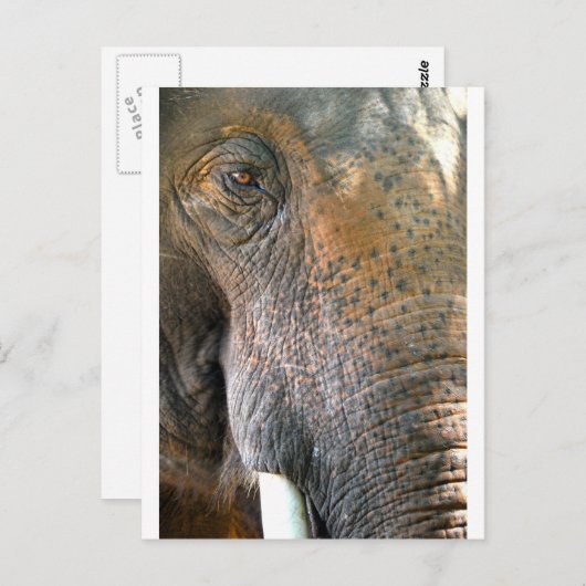 Elephant Briefkaart (Voorkant / Achterkant)