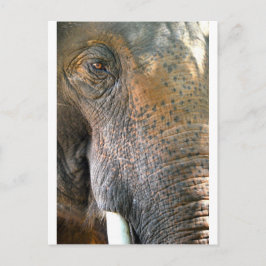 Elephant Briefkaart