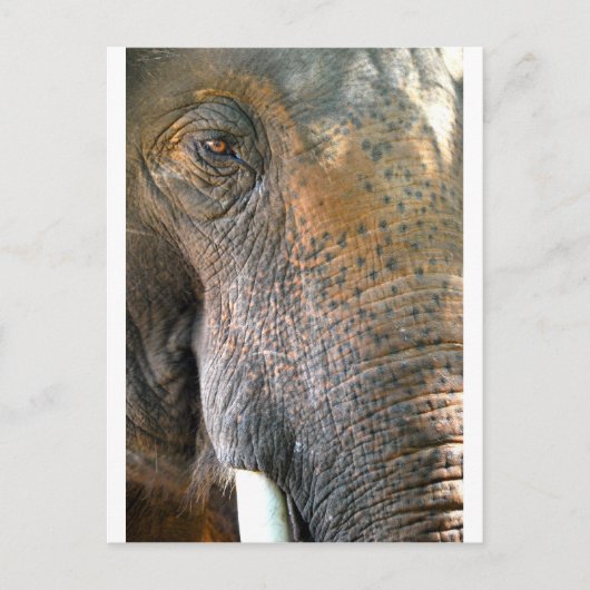 Elephant Briefkaart (Voorkant)