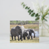 Elephant briefkaart (Staand voorkant)