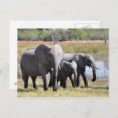 Elephant briefkaart (Voorkant / Achterkant)