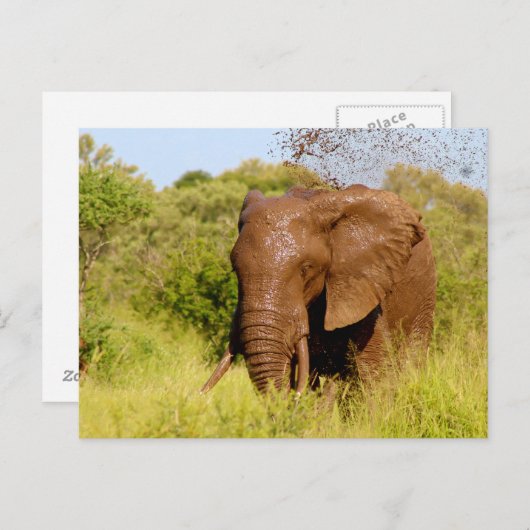 Elephant Briefkaart (Voorkant / Achterkant)