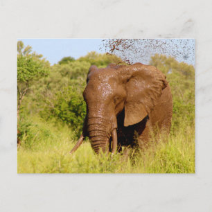 Elephant Briefkaart