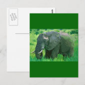 Elephant Briefkaart (Voorkant / Achterkant)