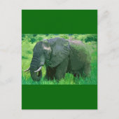 Elephant Briefkaart (Voorkant)