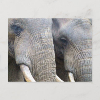 Elephant Briefkaart