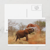 Elephant Briefkaart (Voorkant / Achterkant)