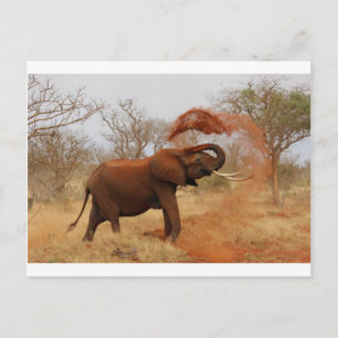 Elephant Briefkaart
