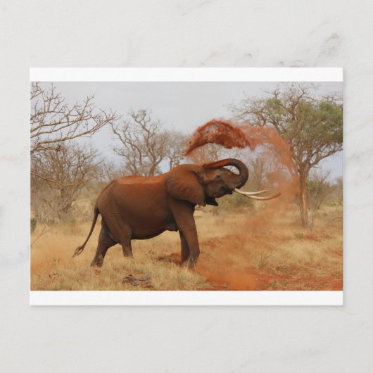 Elephant Briefkaart (Voorkant)