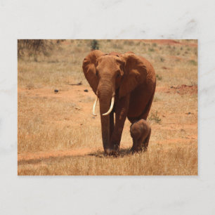 Elephant Briefkaart