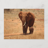 Elephant Briefkaart (Voorkant)